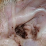 Черный налет в ушах у кота — что это может быть?