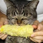 Кукуруза кошкам: можно ли давать, польза и вред