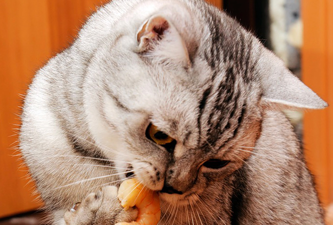 Кот ест креветку