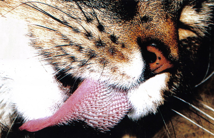Как выглядит кошачий язык