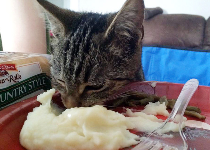 Кошка ест пюре