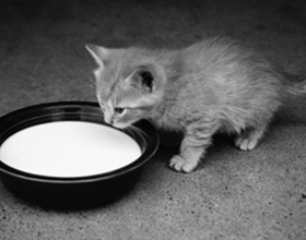 Можно ли котам давать молоко?
