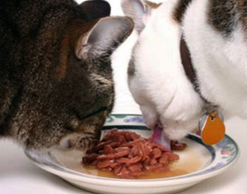 Можно ли кормить кота консервами