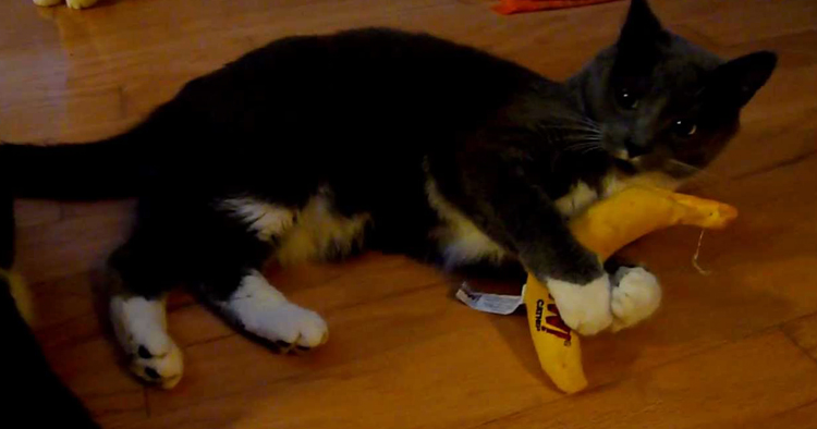 Кошка с бананчиком