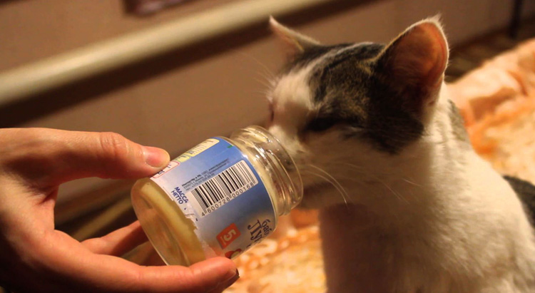 Кот ест детское питание