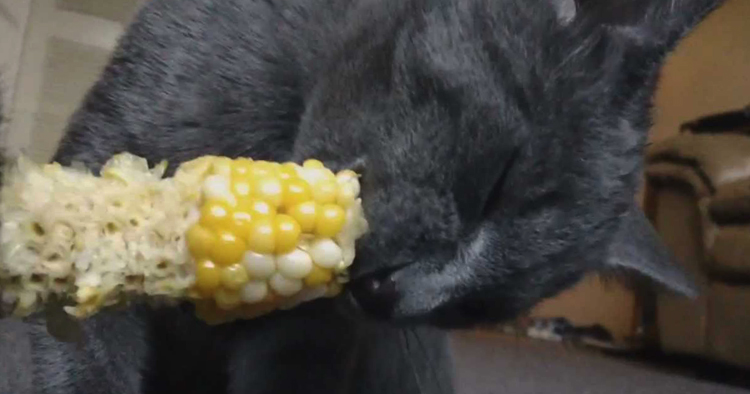 Кошка с кукурузой