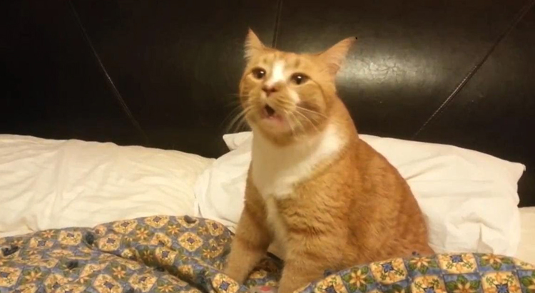 Кот на кровати чихает