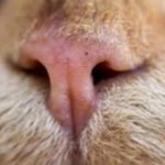 Сухой нос у кошки: причины и нужно ли беспокоиться