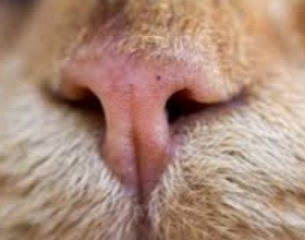Сухой нос у кошки