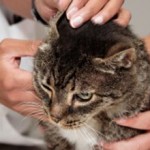Отодектоз у кошек — причины, симптомы и лечение