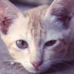 Пиометра у кошек: симптомы, лечение, фото