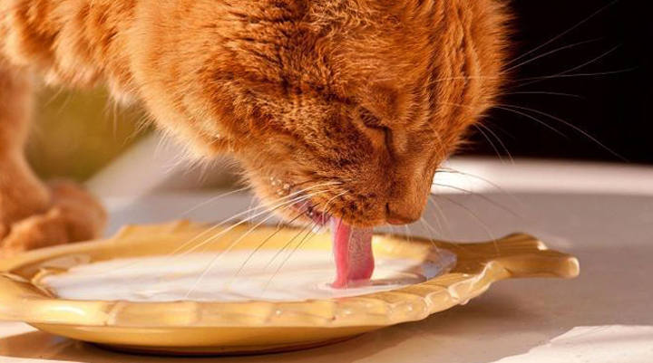 Рыжий кот ест ряженку