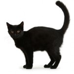 Варианты кличек для черных котов (мальчиков и девочек)
