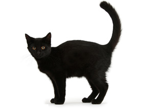 Варианты кличек для черных котов