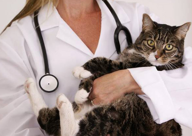 Кот в руках ветеринара