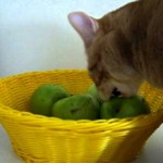 Яблоко кошкам: можно ли давать, польза и вред