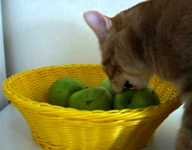 Яблоко кошкам: можно ли давать, польза и вред