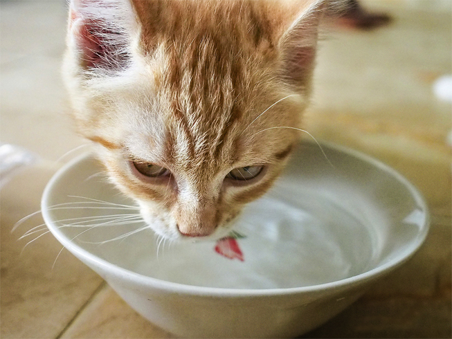 Кот пьет воду