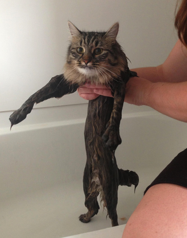 Кот после мытья