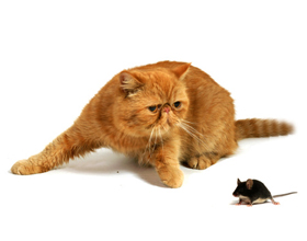 Что делать если кот съел отравленную мышь