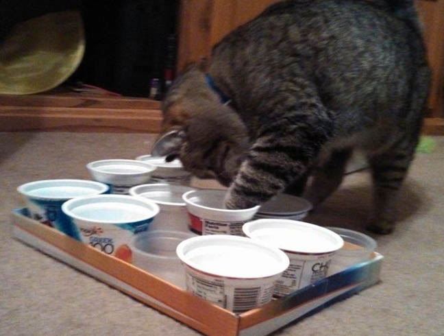 Кошка с йогуртами
