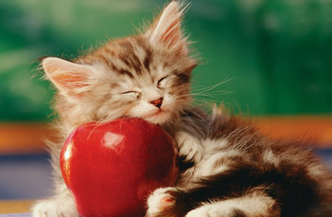 Котенок и яблоко