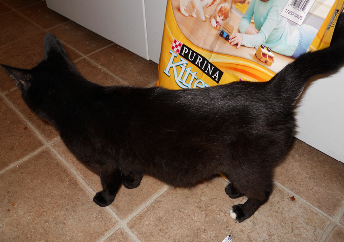 Черная кошка беремена