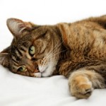 Мочекаменная болезнь у котов: симптомы, лечение и профилактика