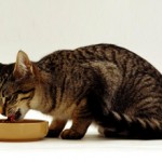 Чем кормить кота при мочекаменной болезни