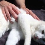 Как правильно делать коту массаж мочевого пузыря