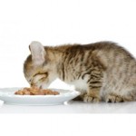 Чем лучше кормить котенка натуралкой или кормом?