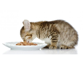 Чем лучше кормить котенка натуралкой или кормом?